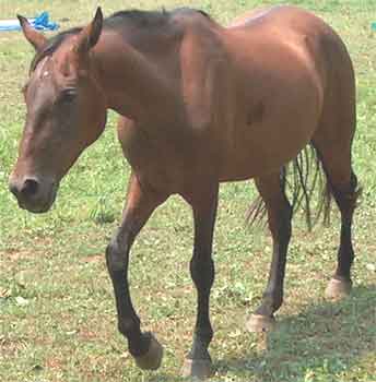 Horse