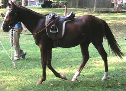 Horse Photo Loading