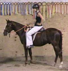 Horse Photo Loading