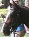 Horse photo loading
